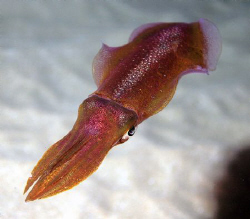 My first squid shot in a night dive. Black Rock, Maui.  by Ting Tsui 
